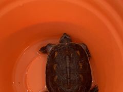 -爱侣宠医·鹦鹉专科·小型哺乳类·异宠专科(灵石路店)