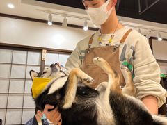 -逗柴咖啡屋·狗咖猫咖宠物桌游