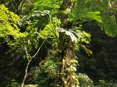 -桂林古东瀑布景区
