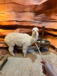 -酷嗒动物文化乐园(cutezoo西溪乐天城店)