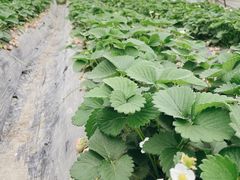 -喜杨洋草莓采摘园