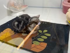 -1013 PET SHOP精品宠物商店(丁香店)