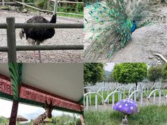 -贵州森林野生动物园