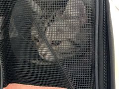 -宠颐生猫科·内科皮肤科(西平世纪城店)