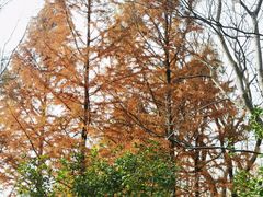 -昆山城市生态森林公园