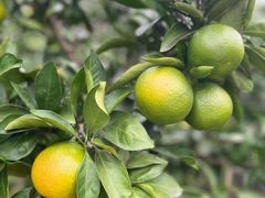 -前小桔亲子创意农场·草莓采摘·露营烧烤