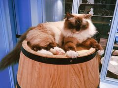 -遇见羊驼·奶狗咖·布偶猫咖·法斗柯基柴犬阿拉斯加(春熙路太古里IFS店)