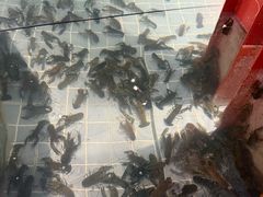 -虾胡闹龙虾馆(湄南河店)
