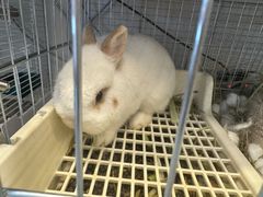 -吉丁鸟咖·异宠·寄养