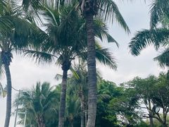 -深圳湾公园(南山区)