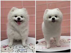 -FAELING PETS美天灵宠物(合生汇店)