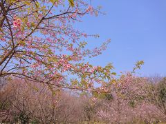 -杭州植物园