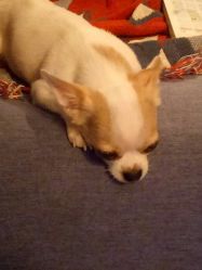 -椿树下·Tattoo纹身工作室