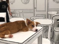 -白夜2D咖啡馆