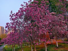 -白塘生态植物园