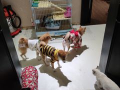 -猫色咖啡·猫咖