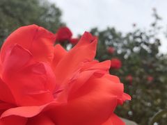 -东湖落雁景区