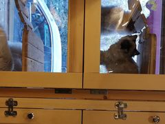 -多卡布奇宠物生活馆(上林世家店)