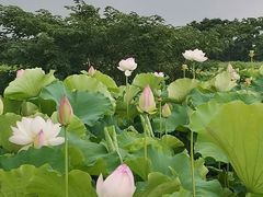 -梁鸿国家湿地公园