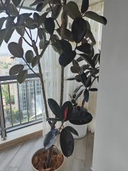 -HEYAN荷妍专业脱毛连锁机构