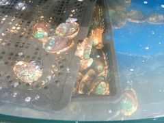 -蓝珊甄选海鲜自助·火锅大排档(近阿那亚店)