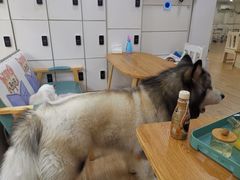 -李小姐の猫咖啡馆(五角场店)