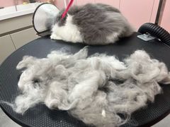 -唐小姐の私宠·宠物洗护美容·撸猫馆·购宠(周浦万达旗舰店)