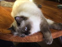 -more than meow吴止猫主题餐厅(承德 中船汇店)