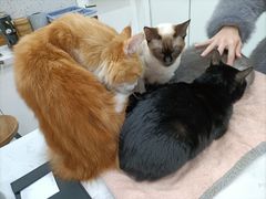 -喵园·猫主题咖啡厅·撸猫·猫咖(国贸店)