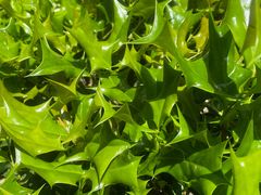 -人民公园-相亲角