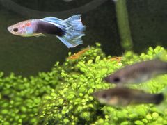 -觅福里•熟成和牛餐厅