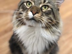 -COLOR PETS 撸猫馆·购猫·猫咖(长风大悦城店)