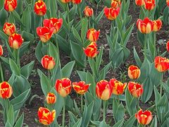 -长春公园(普阳街道)