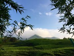 picture-帐篷客·溪龙茶谷度假酒店