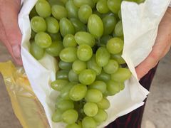 -马陆小张葡萄园农家乐