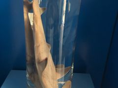 -上海海洋大学鱼文化博物馆(军工路校区)