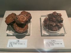 -青藏高原自然博物馆
