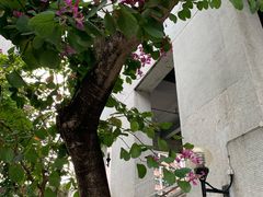 -百老汇电影中心(油麻地店)