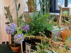 -PlantsEatery·植物食堂(REX春熙店)