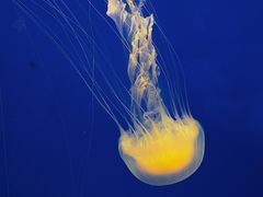 -上海海洋水族馆