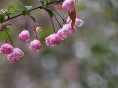 -莫愁湖公园