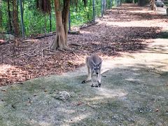-清迈夜间动物园