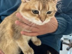 -瑞派福兴宠物医院犬猫全科·骨科·中西医结合(河东店)