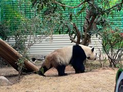 -灵玲国际马戏城