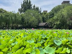 -莲湖公园