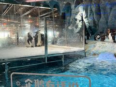 -帝企鹅自助餐厅•儿童岛•真企鹅(长隆企鹅酒店)