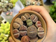 -循礼门鲜花花市(武汉循礼门店)