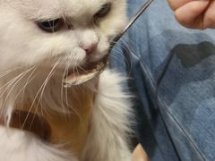 -滚猫咖啡·猫咖·猫友好撸猫(未来城店)