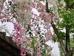 -深圳国际园林花卉博览园