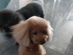 -小呆的宠物店·宠物售卖·宠物寄养(城西店)